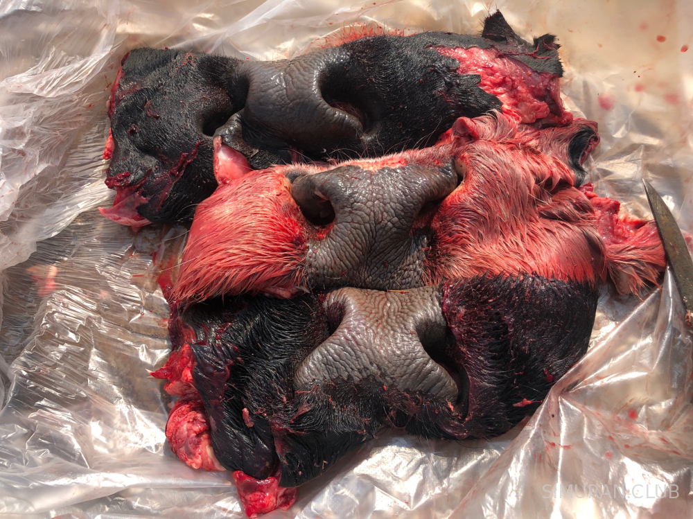 ���� ������� ����������� , 1 ��